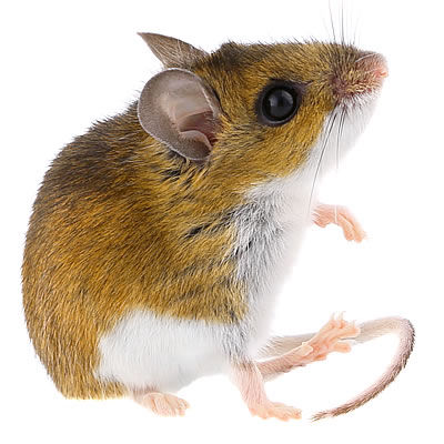 Castle Extermination Company - Deer mouse exterminator