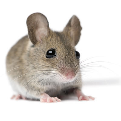 Castle Extermination Company - House mouse exterminator
